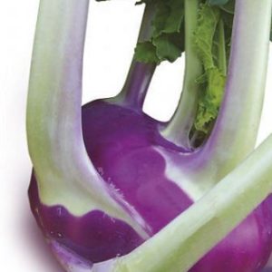 CAVOLO RAPA VIOLETTO 12F