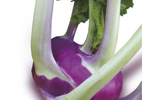 CAVOLO RAPA VIOLETTO 12F