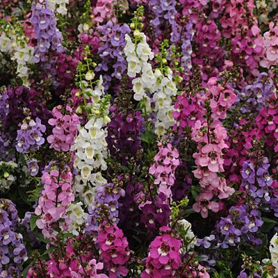 ANGELONIA V.15
