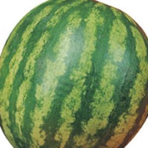 ANGURIA MINI LILLIPUT 6F