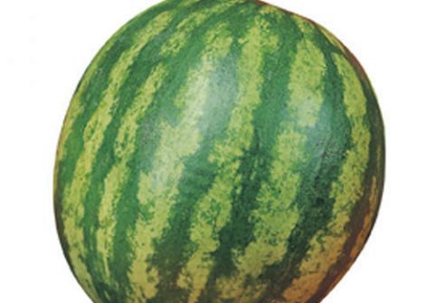 ANGURIA MINI LILLIPUT 6F