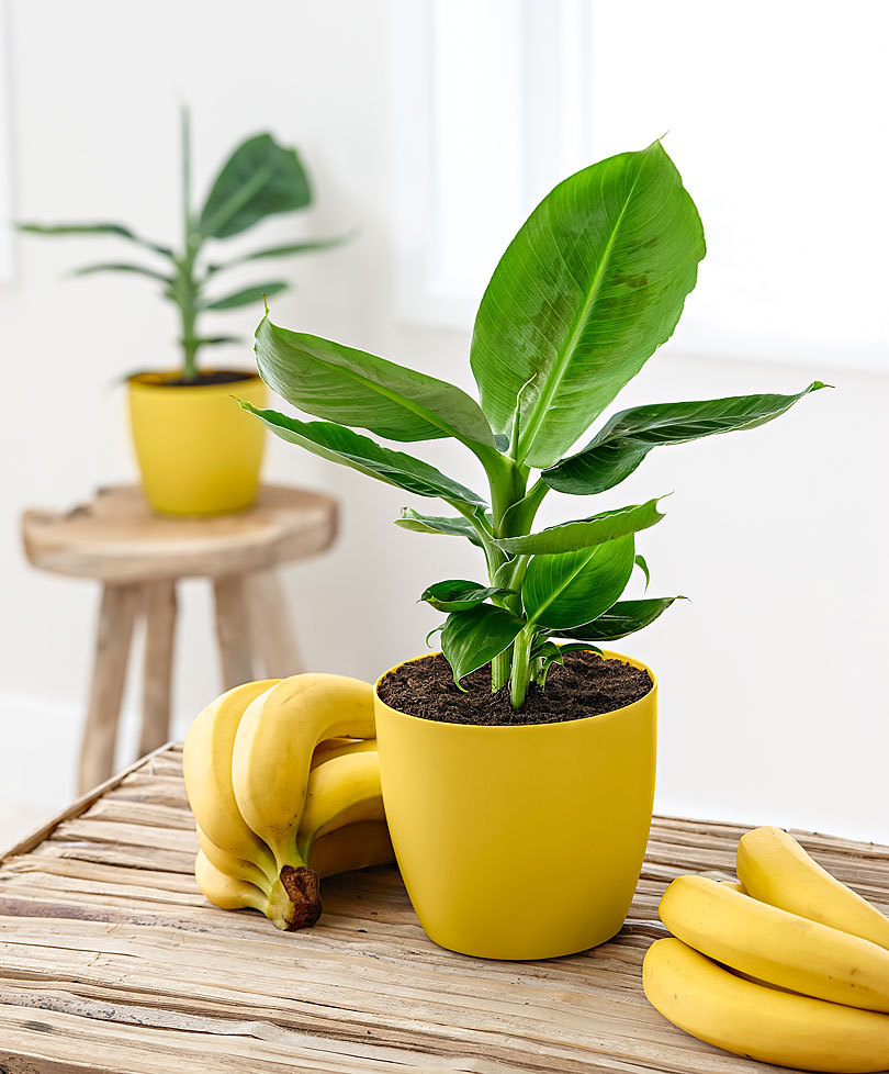 BANANO VASO 24