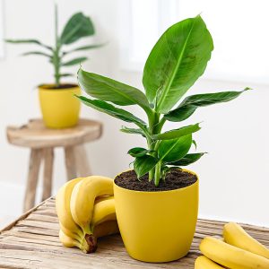 BAMBOO VASO 20