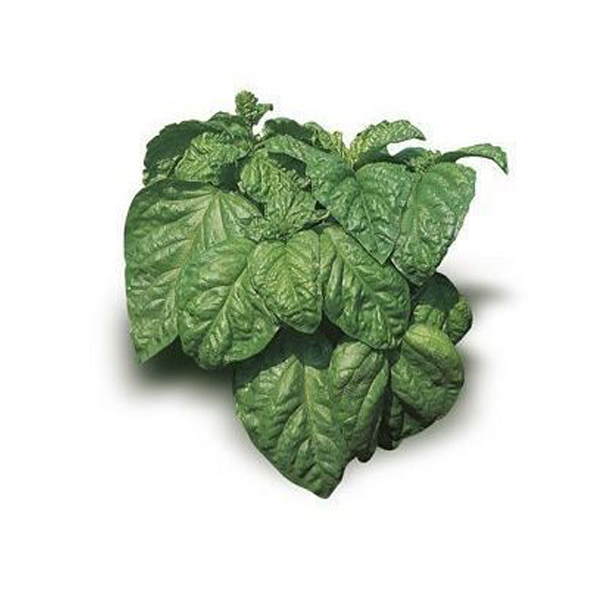 BASILICO F.LATTUGA RICCIO 12F