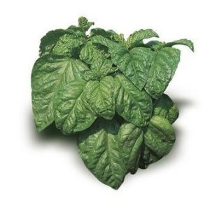 BASILICO FOGLIA DI LATTUGA 12F