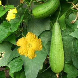 BUSTA ORTO ZUCCA LUFFA