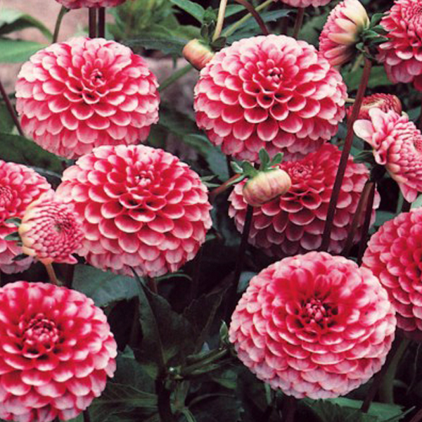 DALIA LITTLE WILLIAM PZ.1