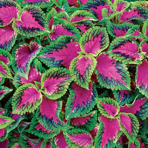 COLEUS VASO 14