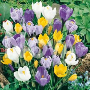 CROCUS MISCUGLIO