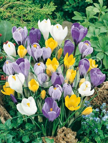 CROCUS MISCUGLIO
