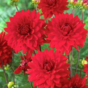 DAHLIA GARDEN WONDER PZ.1