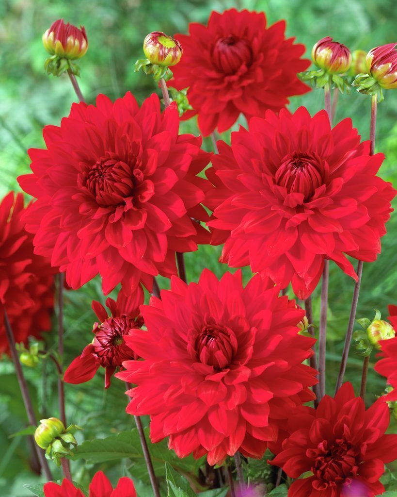 DAHLIA GARDEN WONDER PZ.1