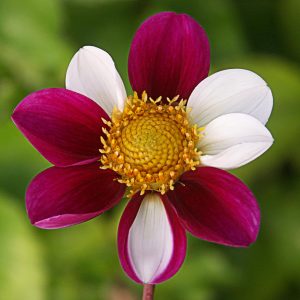 DAHLIA TWYNING SMARTIE PZ.1