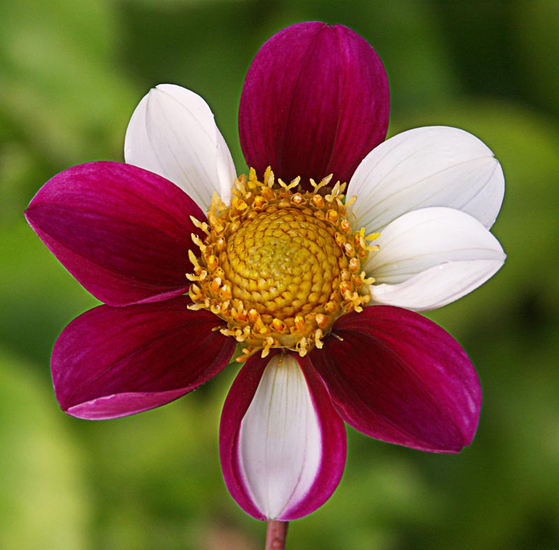 DAHLIA TWYNING SMARTIE PZ.1