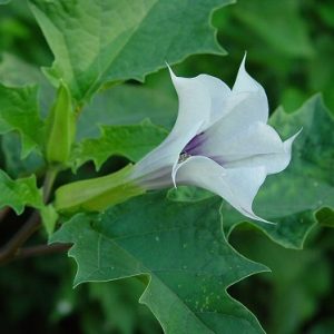 DATURA ARBOREA V.15