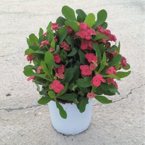 EUPHORBIA MILII VASO 14-