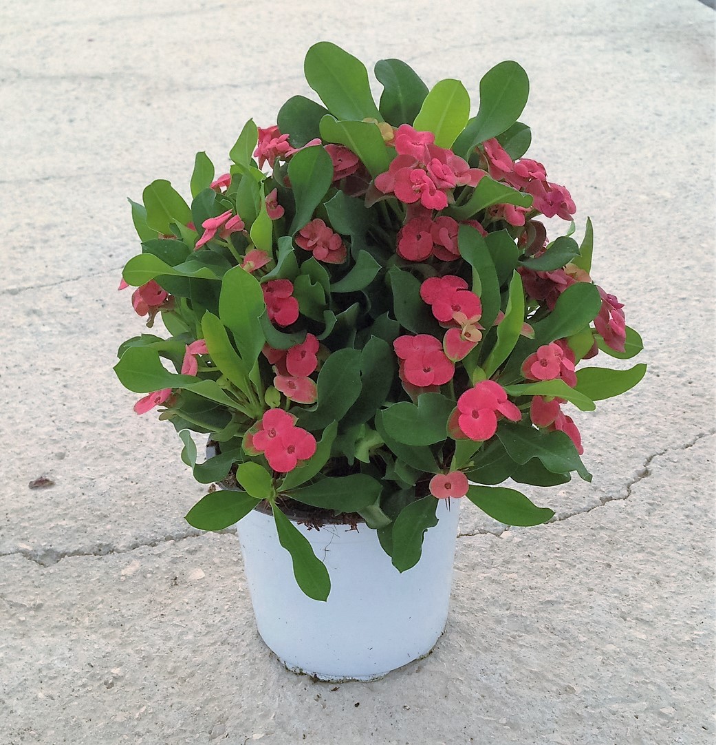 EUPHORBIA MILII VASO 14-