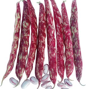 FAGIOLO BORLOTTO RAMPICANTE