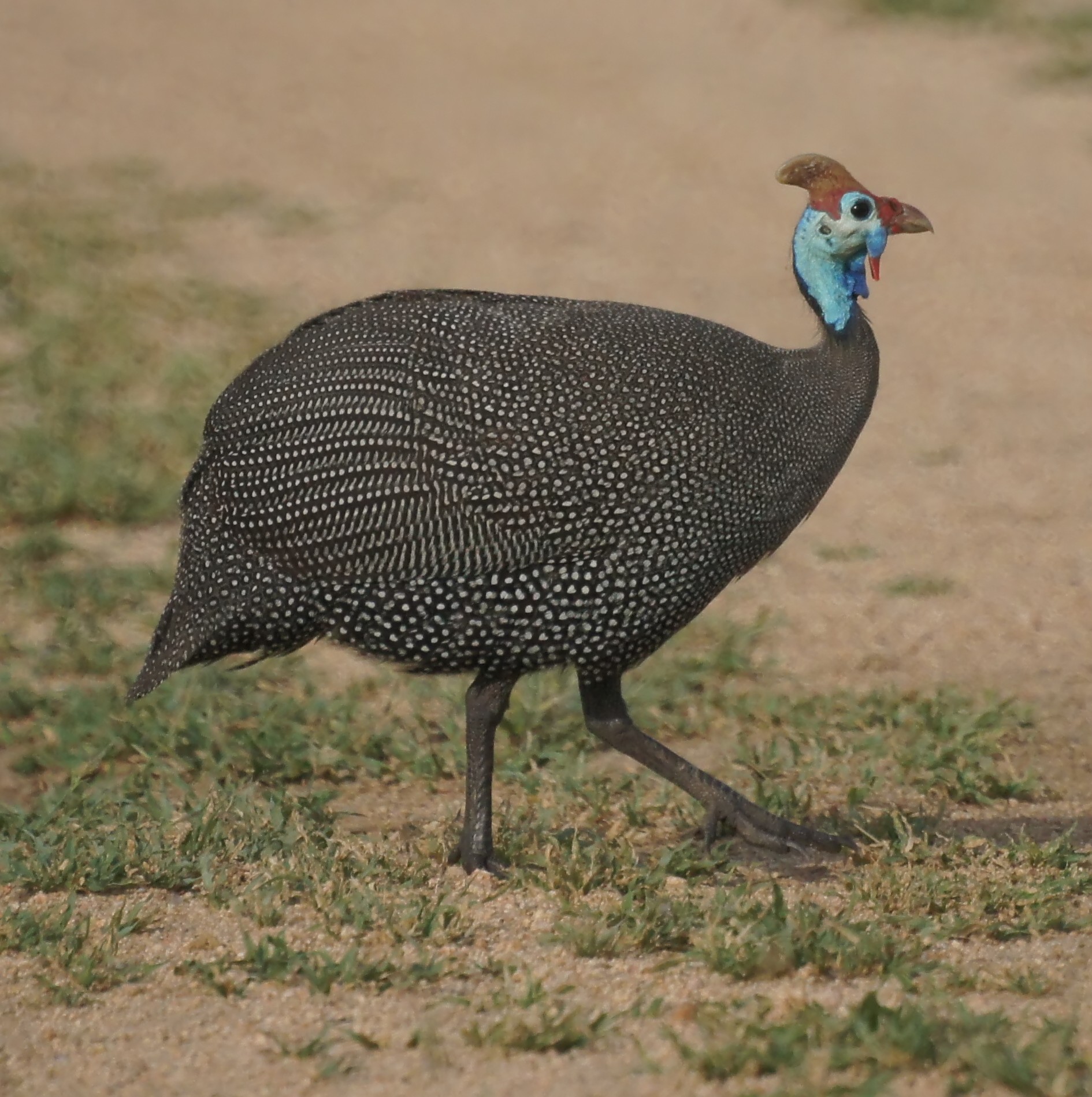 GALLINA FARAONA