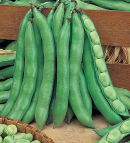 FAVA AGUADULCE ZORZI