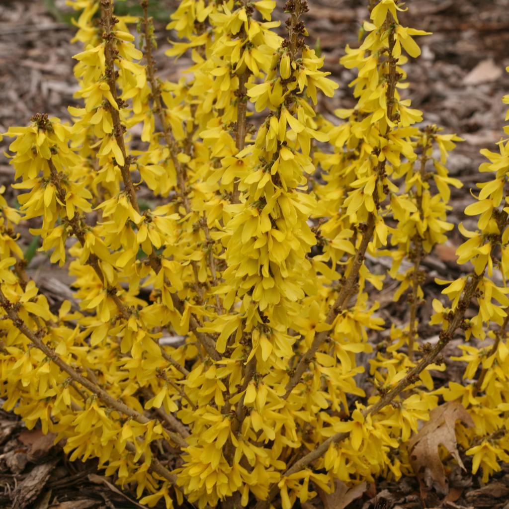 FORSYTHIA VASO 18