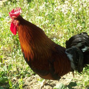 GALLO SICILIANO
