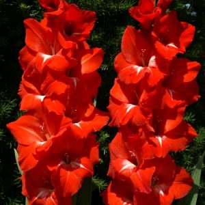 GLADIOLI TRADERHORN PZ.8