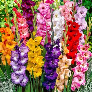 GLADIOLO GRANDIFLORA MIXED BULBO