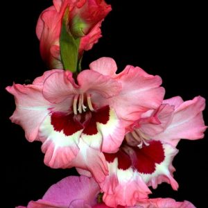 GLADIOLO PINK LADY PZ.8