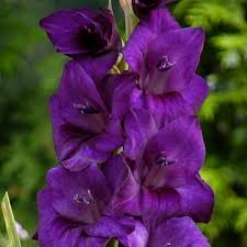 GLADIOLO PURPLE FLORA PZ.8