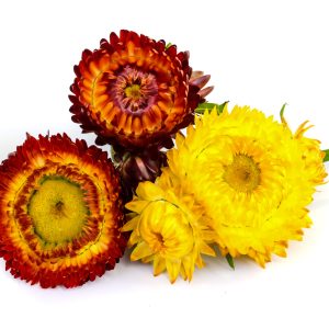 ELICRISIUM V.15 FIORI DI