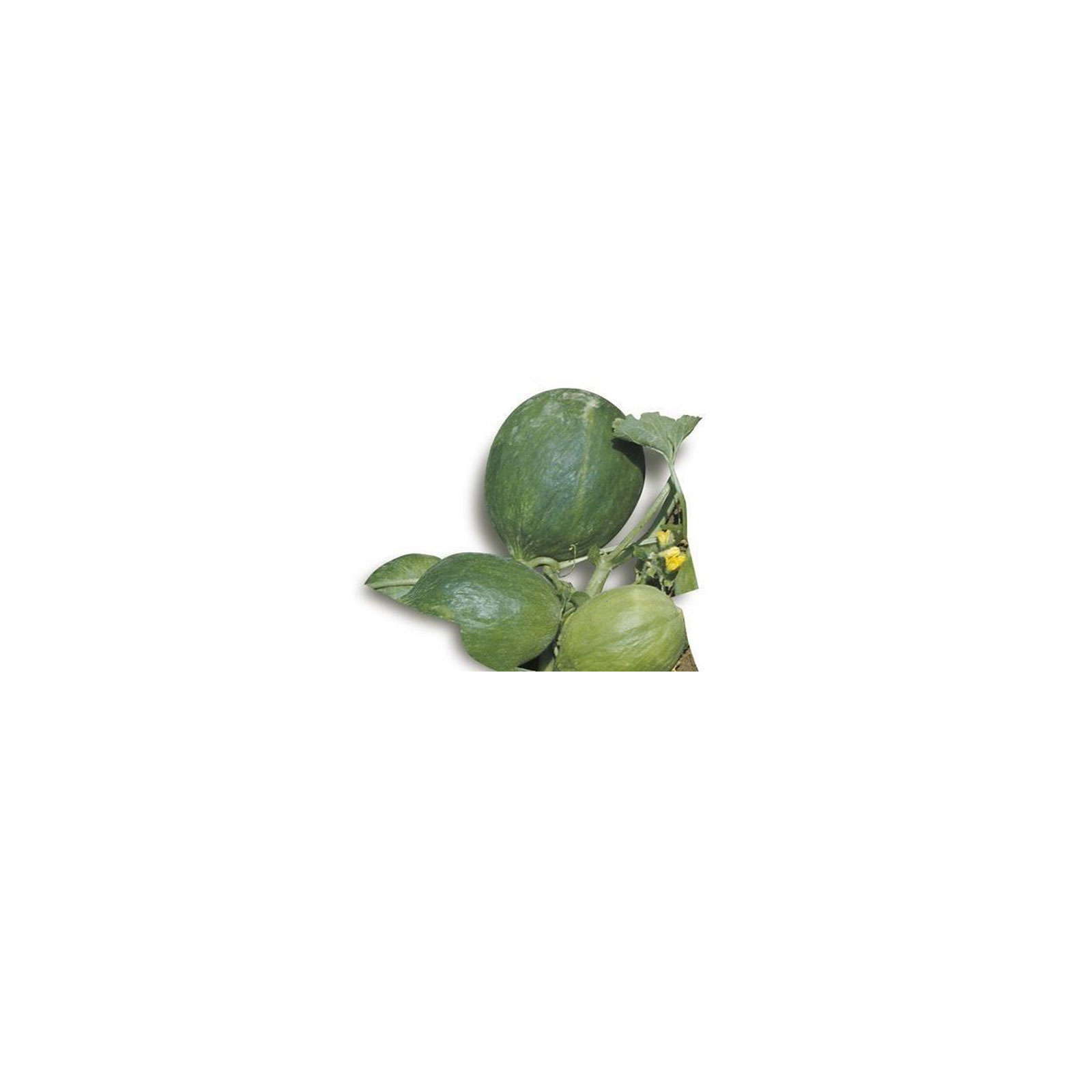 MELONE CAROSELLO 6F