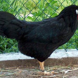 POLLASTRA LIVORNESE NERA