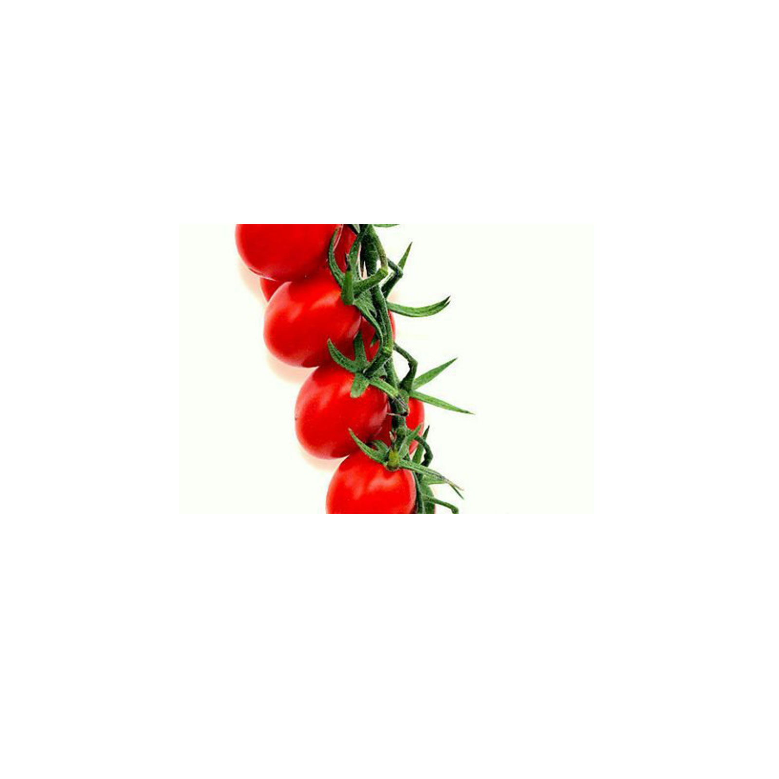 POMODORO CILIEGINO ALTO12F STD