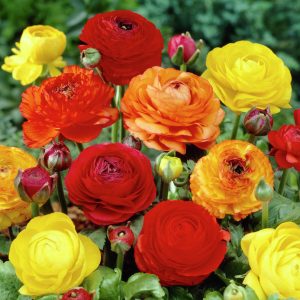 RANUNCULUS ASIATICUS MIX