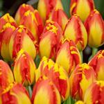 TULIPANI BANJA LUKA