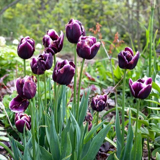 TULIPANO JACKPOT PZ.8