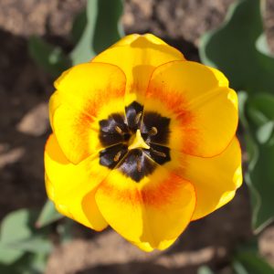 TULIPANI BLUSHING APELDOORN