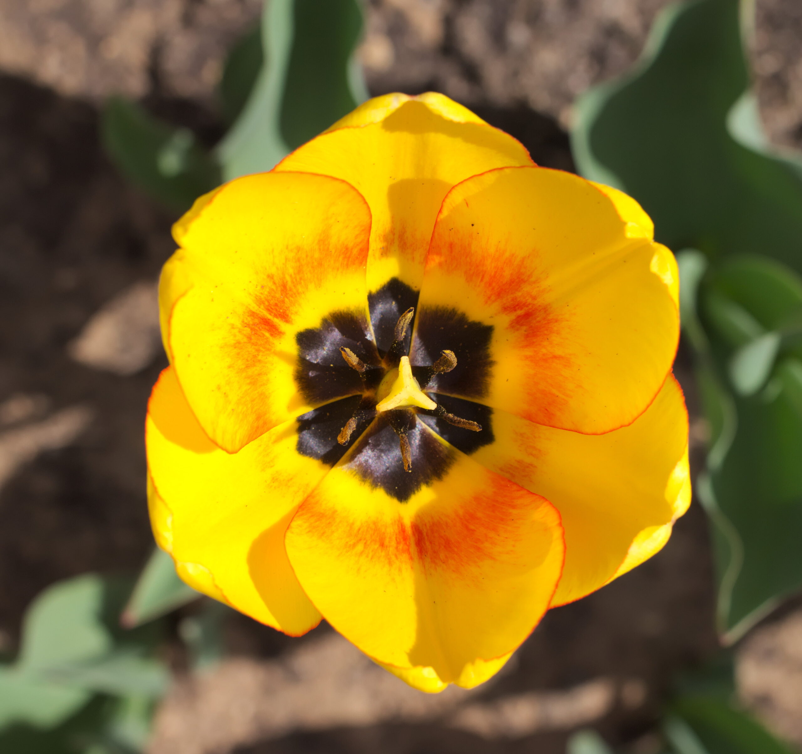 TULIPANI BLUSHING APELDOORN