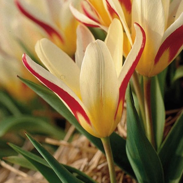 TULIPANI GLUCK