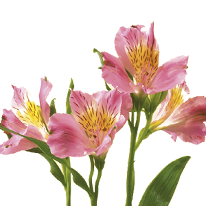 ASTROMERIA VASO 22