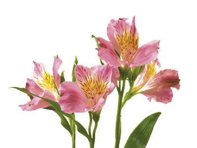 ASTROMERIA VASO 22