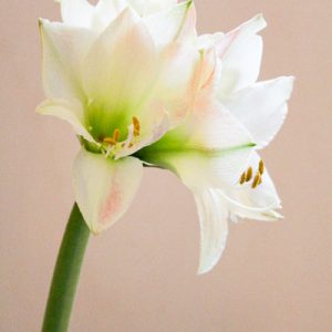 AMARYLLIS/GIGLIO S.ANTON