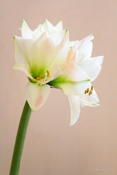 AMARYLLIS/GIGLIO S.ANTON