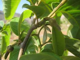 ANNONA VAR.CHERIMOLA IN