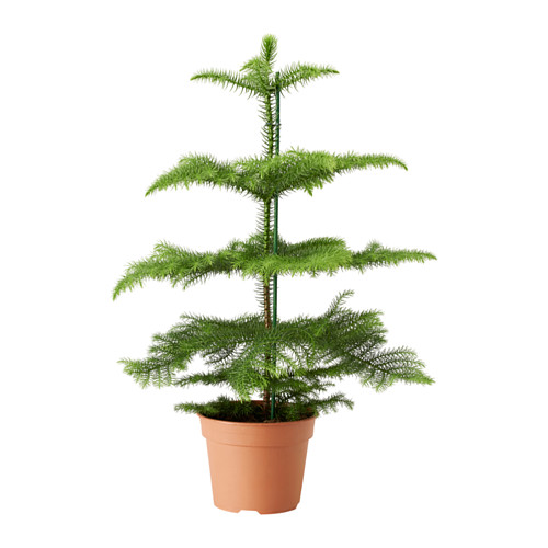 ARAUCARIA VASO 24