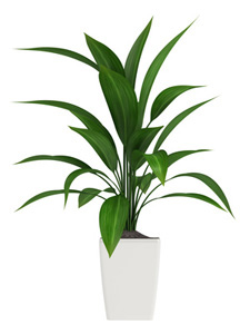 ASPIDISTRA VASO 28 PIANT