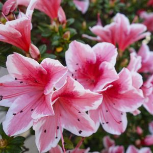 AZALEA VASO 14