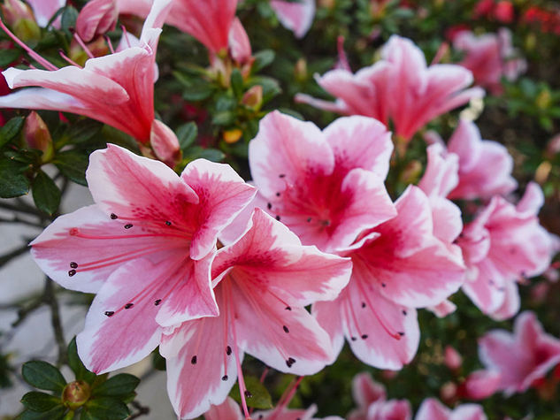 AZALEA VASO 14
