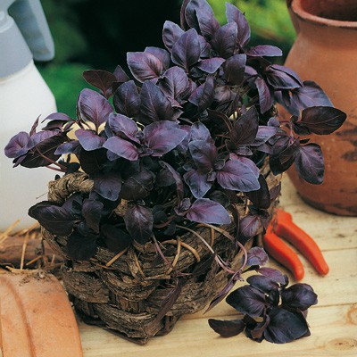 BUSTA BASILICO VIOLETTO